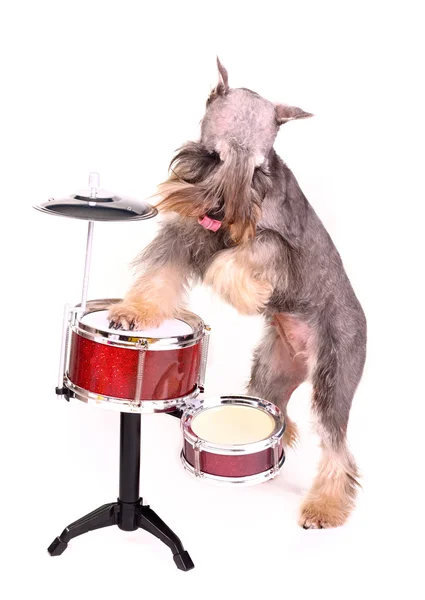 Cão baterista — Fotografia de Stock