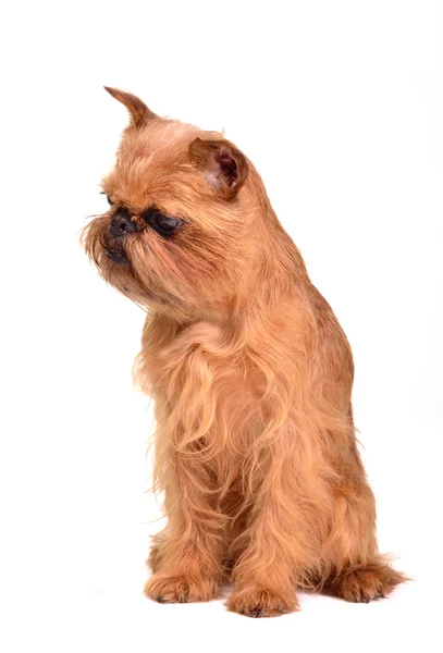 Sentado Bruxelas Griffon cachorro — Fotografia de Stock