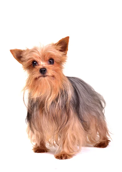 Yorkshire terrier isolé — Photo