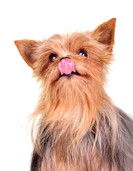 Bonito yorkshire terrier lambendo é nariz retrato — Fotografia de Stock