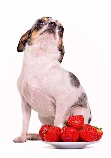 Lindo chihuahua con un plato de fresas — Foto de Stock