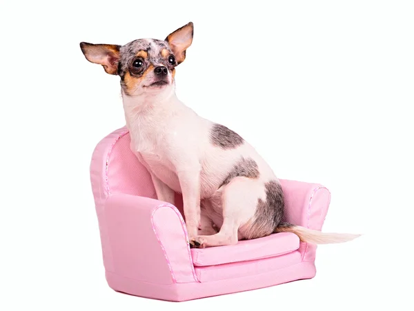 Chihuahua puppy sitting in a pink armchair — Stock Photo, Image
