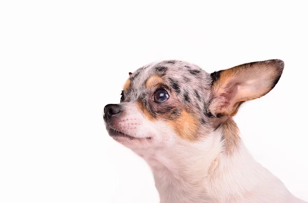 Ritratto del cucciolo di chihuahua — Foto Stock