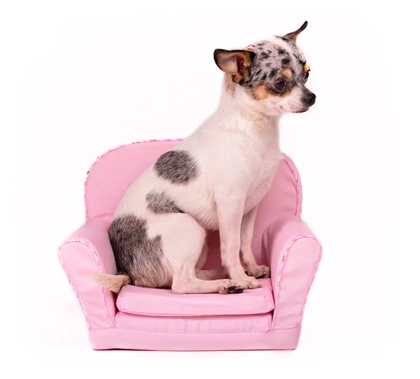 Chihuahua sentado em uma poltrona rosa — Fotografia de Stock