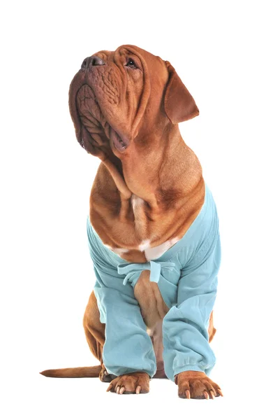 Cão grande encantador vestindo casaco azul — Fotografia de Stock