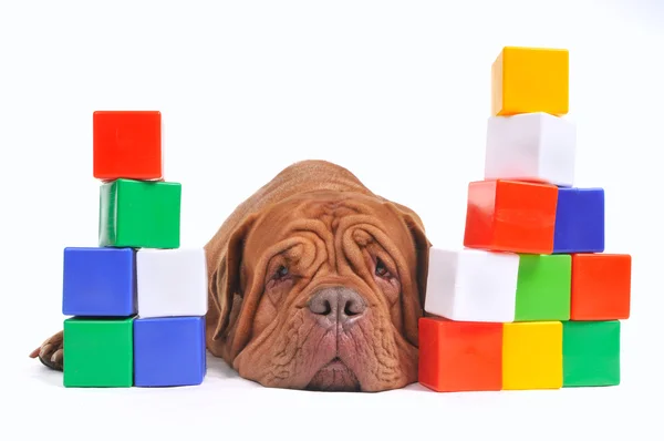 Trött hund och kub tegel torn — Stockfoto