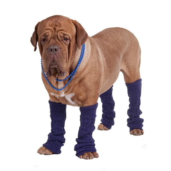 Cão com contas e aquecedores de pernas — Fotografia de Stock