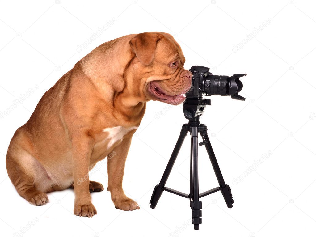Photographer with photo camera