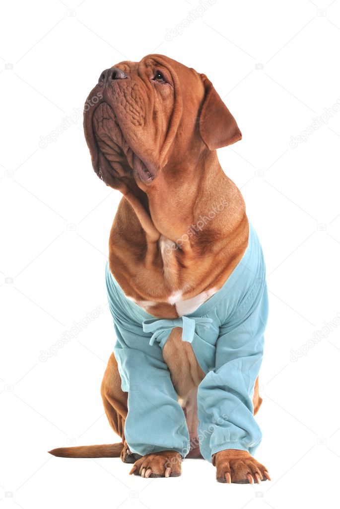 Charming big dog wearing blue jacket