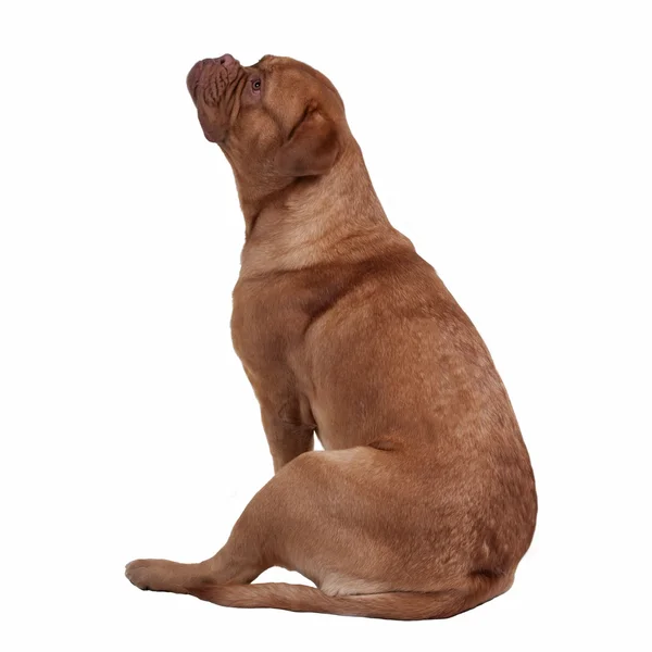 Französische Dogge sitzt — Stockfoto