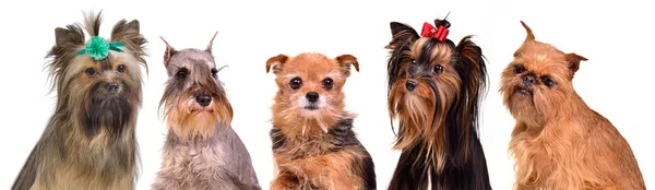Gropu di piccoli cani ritratti — Foto Stock