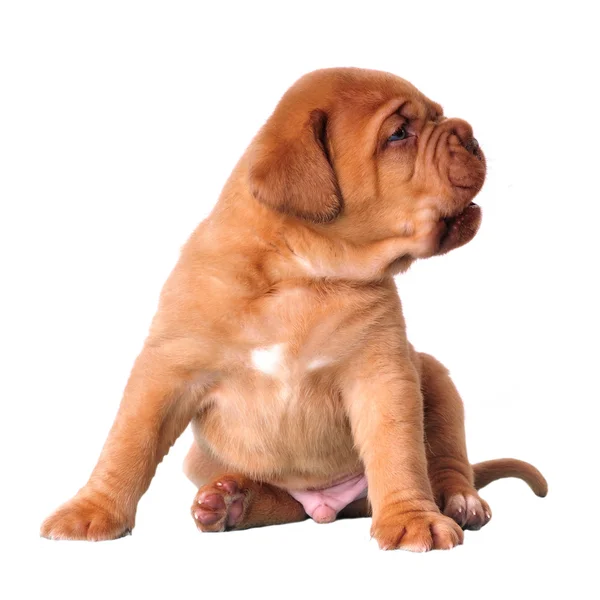 Oynak buruşuk köpek yavrusu — Stok fotoğraf