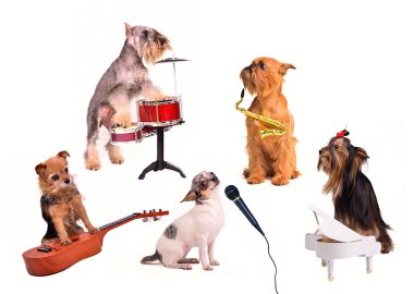 Dog's orchestra or band performs new composition clipart