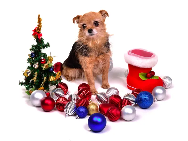 Christmas puppy with colorful decorations — Stock Photo, Image