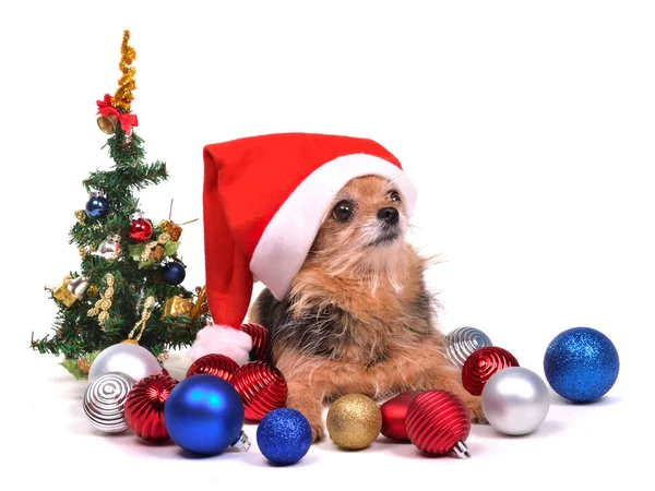Santa perro con decoraciones de Navidad — Foto de Stock