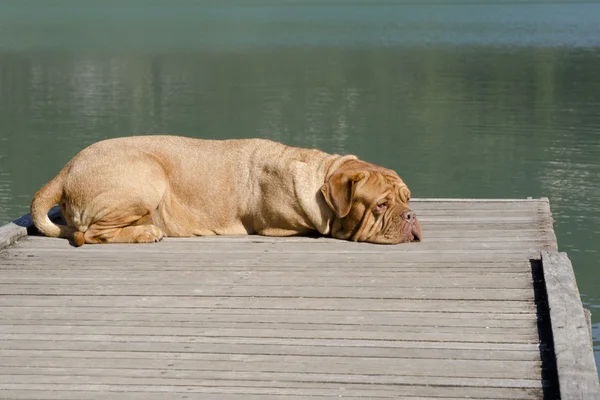 桟橋の犬 — ストック写真