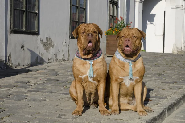 Собаки на европейской улице — стоковое фото