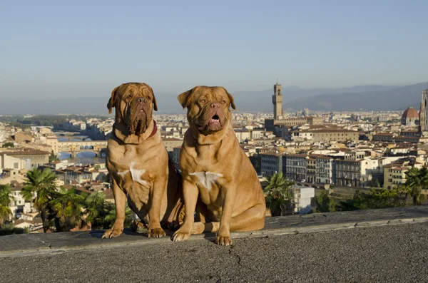 Perros contra Florencia vista de la ciudad —  Fotos de Stock