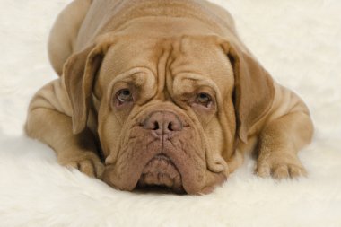 Attentive wrinkled dog looking at camera clipart