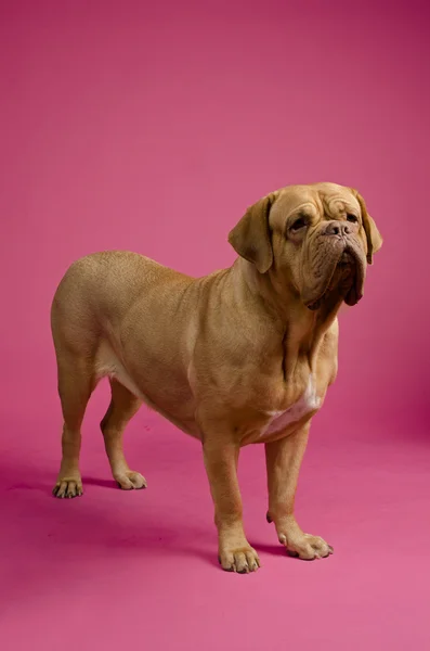 Dogue De Bordeaux de pie — Foto de Stock