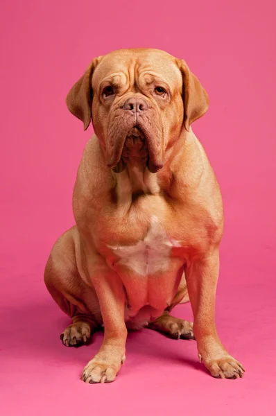 Dogue De Bordeaux sentado — Foto de Stock