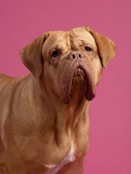 Dogue de bordeaux portret — Stockfoto