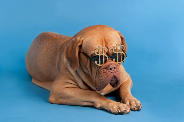 Perro con gafas divertidas con signo de moneda dólar — Foto de Stock