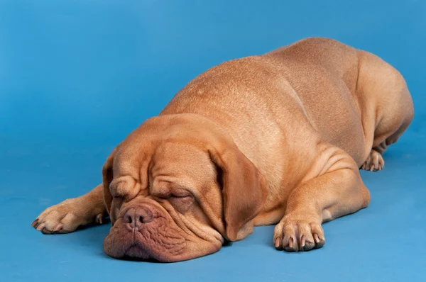 Dogue De Bordeaux durmiendo Imagen de archivo
