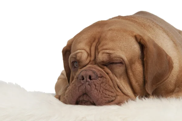 Mrugając pies leży na dywanie — Zdjęcie stockowe