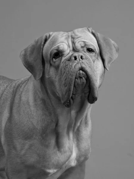 Dogue De Bordeaux, svart-hvitt portrett – stockfoto