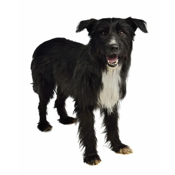 Shaggy mixed breed dog — Stock Photo, Image