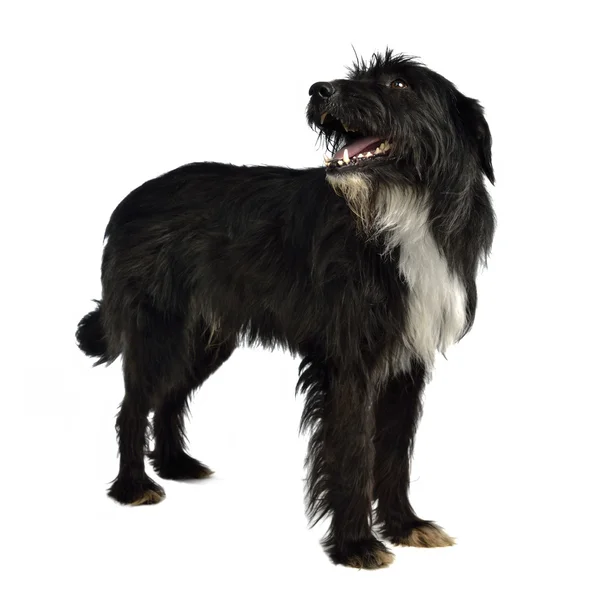 Schwarzer zotteliger Hund steht — Stockfoto