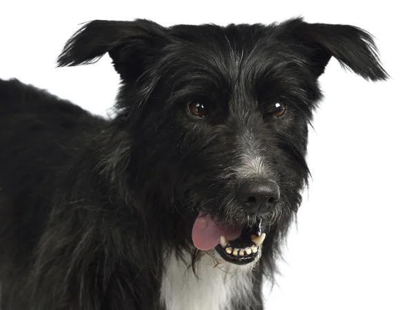 Siyah karışık breed portre — Stok fotoğraf