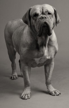 Black-and-white photo of Dogue De Bordeaux clipart