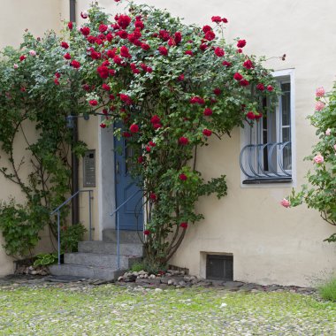 Romantic yard with door surrounded by roses, Germany clipart