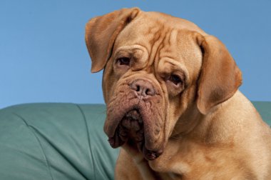 French Mastiff portrait clipart