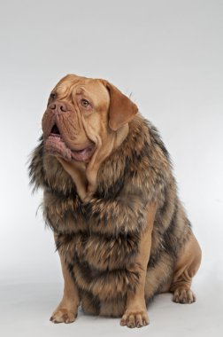 Dog wearing raccoon fur coat clipart