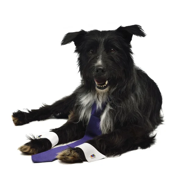 ネクタイとエレガントな犬 — ストック写真