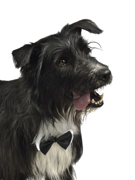 Elegante cão macho com laço — Fotografia de Stock