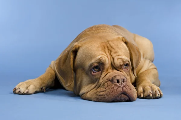 Dogue De Bordeaux mintiendo — Foto de Stock