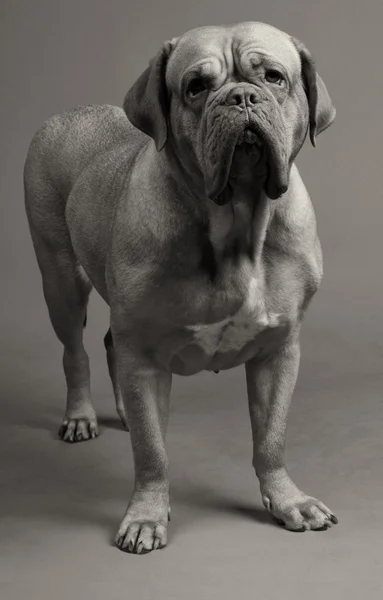 Black-and-white photo of Dogue De Bordeaux — Stockfoto