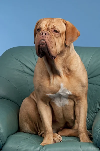 Französische Dogge sitzt auf Sessel — Stockfoto