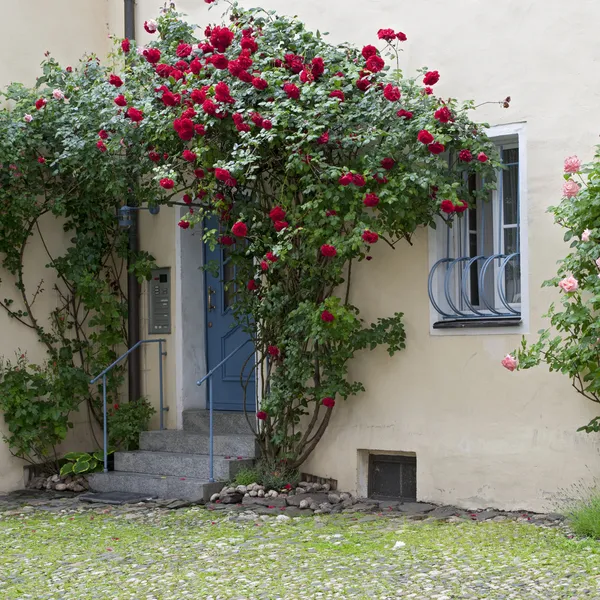 stock image Romantic yard with door surrounded by roses, Germany