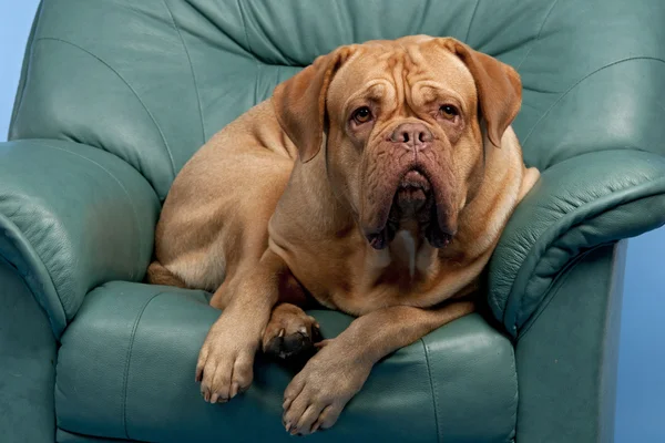 Cute wrinkled dog on arm-chair — Stock Photo, Image