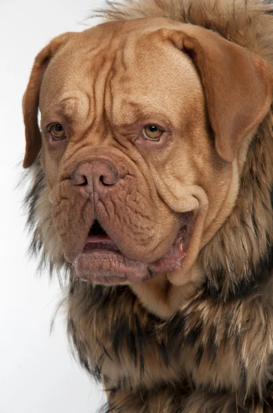Mastiff hund bär tvättbjörn päls jacka — Stockfoto