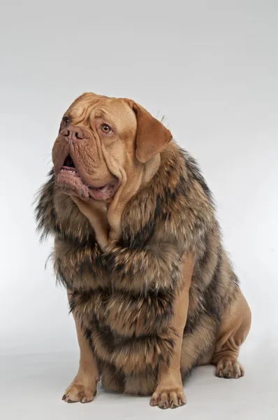 Cão vestindo casaco de pele de guaxinim — Fotografia de Stock