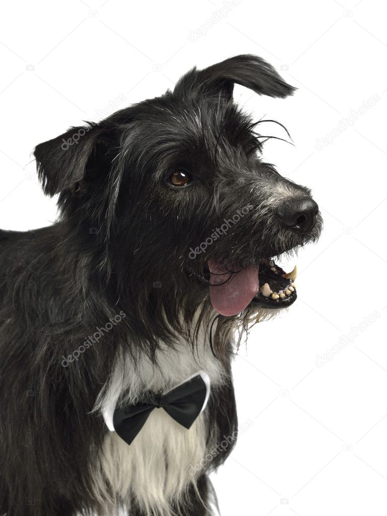 Elegant male dog with bow tie