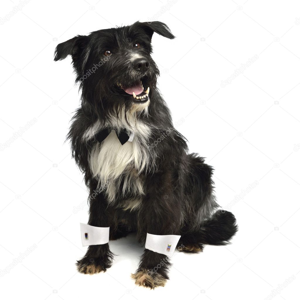Gentleman dog with bow tie and white cuffs