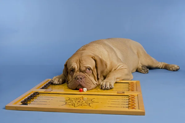 Pes hrát backgammon — Stock fotografie