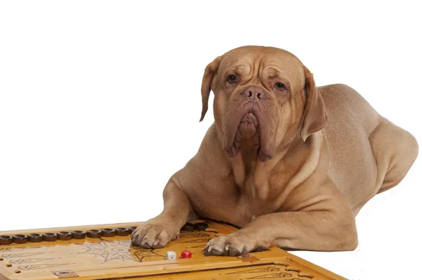 Hond liggend op backgammon met chips en dobbelstenen — Stockfoto